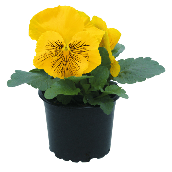 Viola wittrockiana F₁ Cats® Plus Yellow