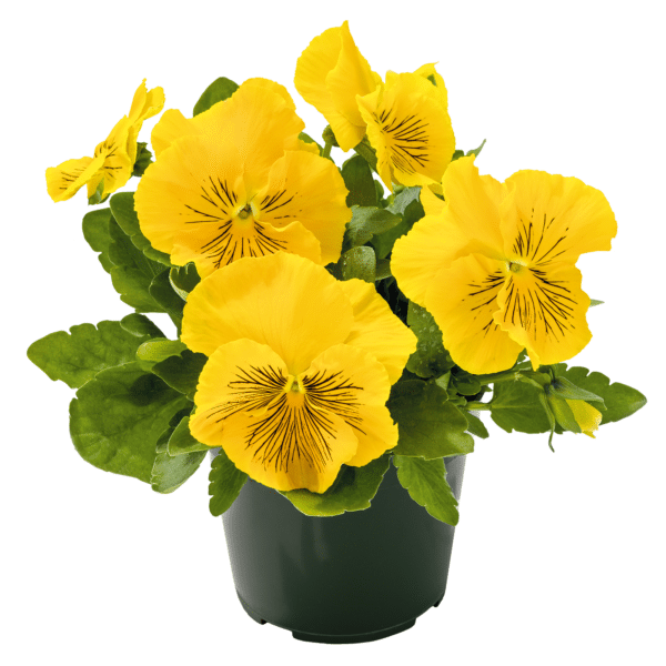 Viola wittrockiana F₁ Cats® Plus Yellow - Image 2