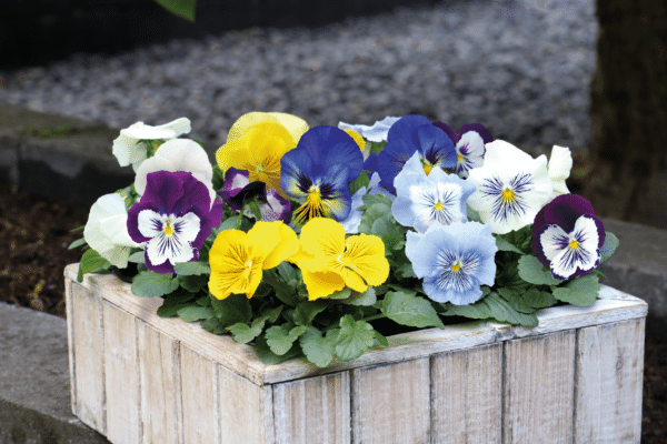 Viola wittrockiana F₁ Cats® Plus mixture - Image 2