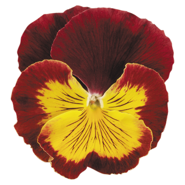 Viola wittrockiana F₁ Cats® Red & Gold - Image 3