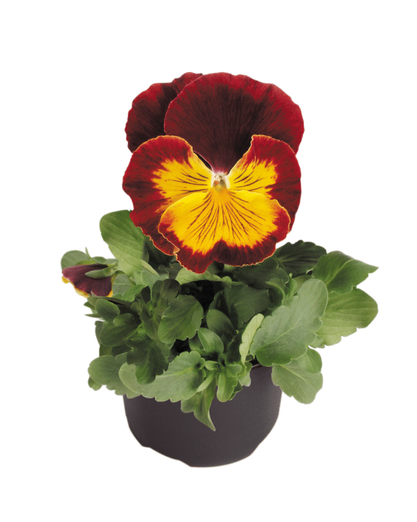 Viola wittrockiana F₁ Cats® Red & Gold