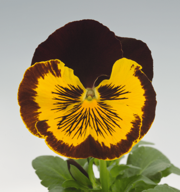 Viola wittrockiana F₁ Cats® Red & Gold - Image 5