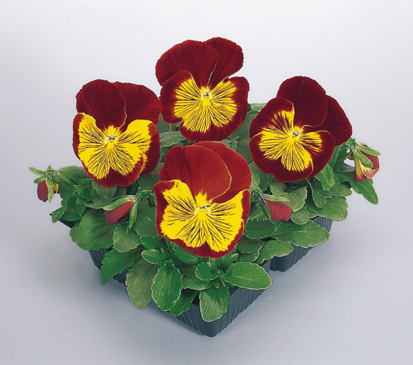 Viola wittrockiana F₁ Cats® Red & Gold - Image 2