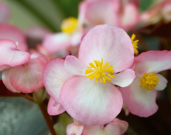 Begonia semperflorens F₁ Nightlife Blush - Image 2