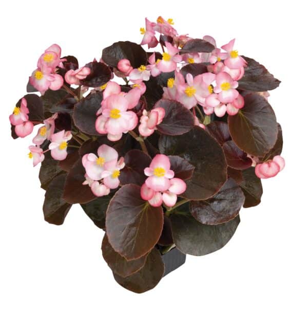 Begonia semperflorens F₁ Nightlife Blush