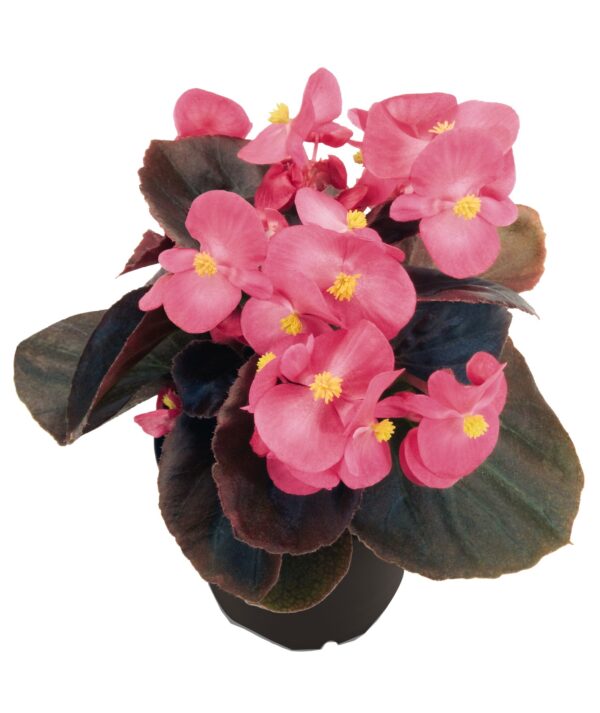 Begonia semperflorens F₁ Nightlife Deep Rose - Image 2