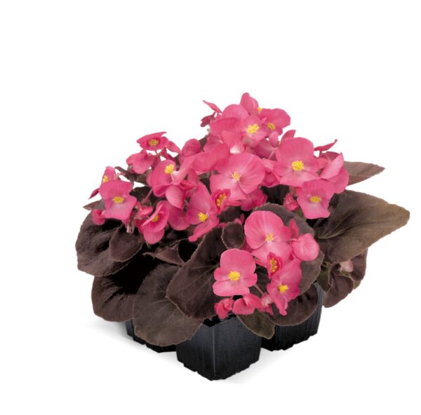 Begonia semperflorens F₁ Nightlife Deep Rose