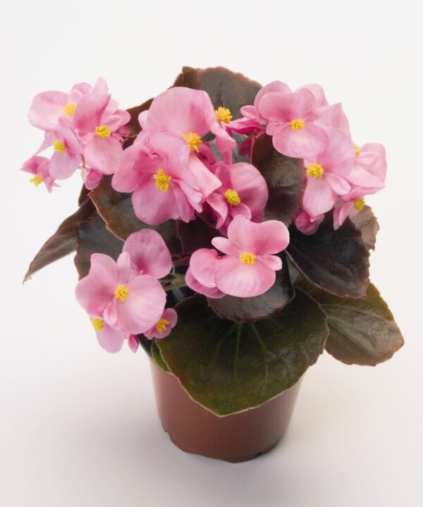 Begonia semperflorens F₁ Nightlife Pink - Image 4