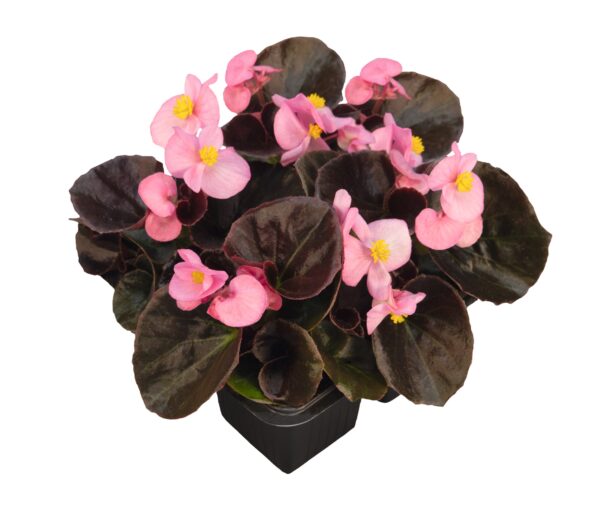 Begonia semperflorens F₁ Nightlife Pink