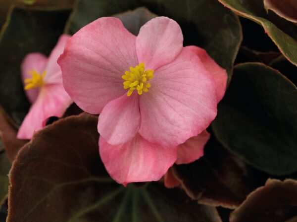 Begonia semperflorens F₁ Nightlife Pink - Image 5