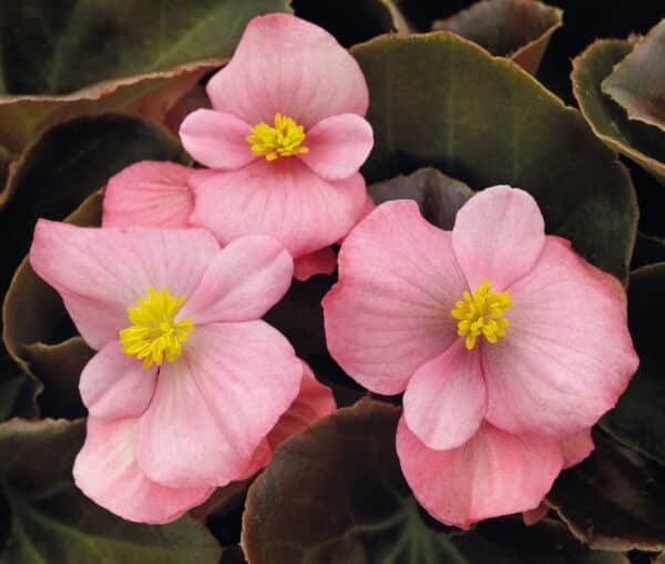 Begonia semperflorens F₁ Nightlife Pink - Image 2