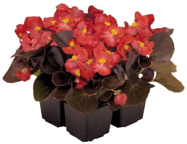 Begonia semperflorens F₁ Nightlife Red