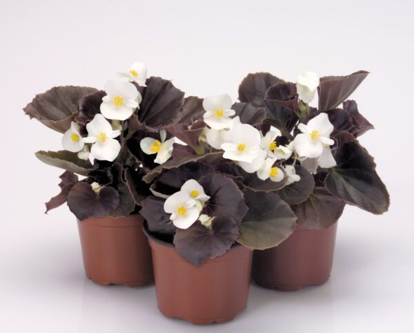 Begonia semperflorens F₁ Nightlife White - Image 5