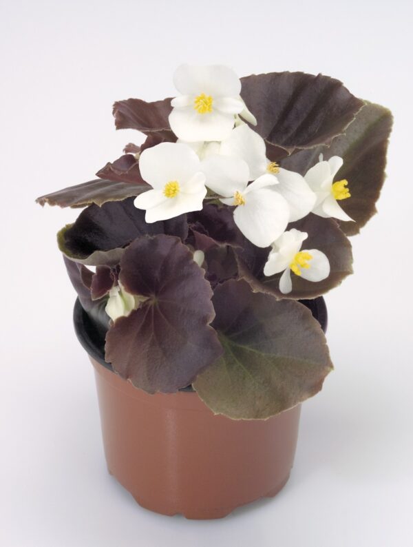 Begonia semperflorens F₁ Nightlife White - Image 2