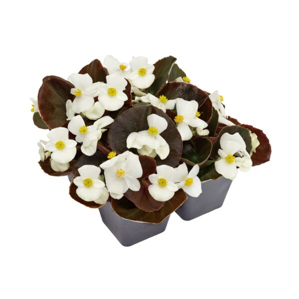 Begonia semperflorens F₁ Nightlife White