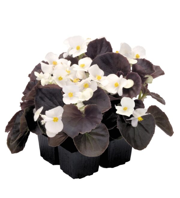 Begonia semperflorens F₁ Nightlife White - Image 4