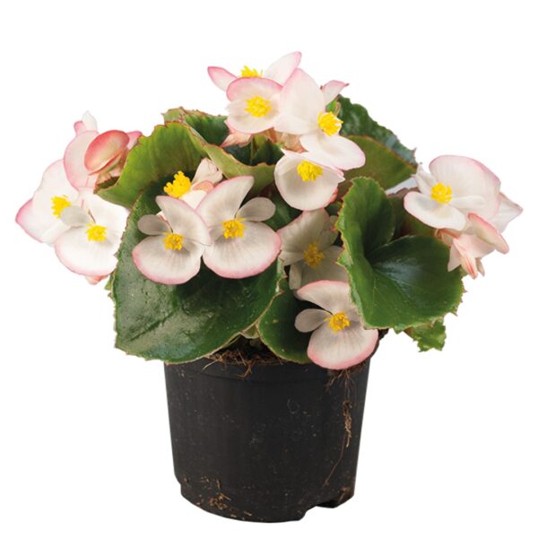 Begonia semperflorens F₁ Super Olympia® Bicolor