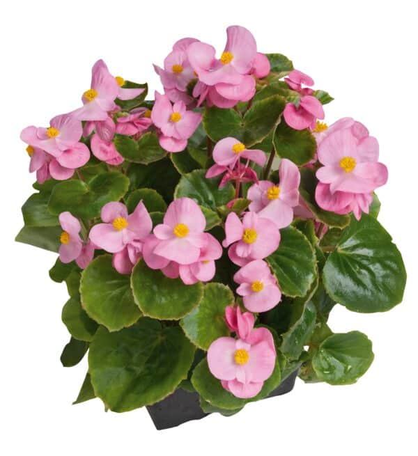 Begonia semperflorens F₁ Super Olympia® Pink - Image 6