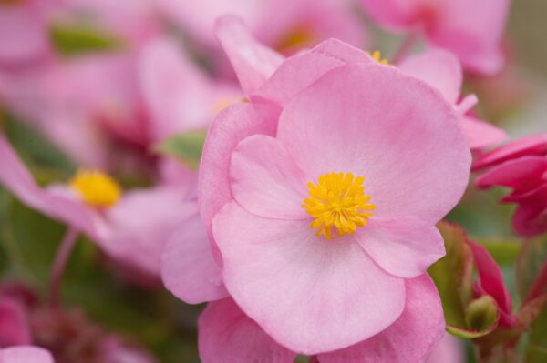 Begonia semperflorens F₁ Super Olympia® Pink - Image 5