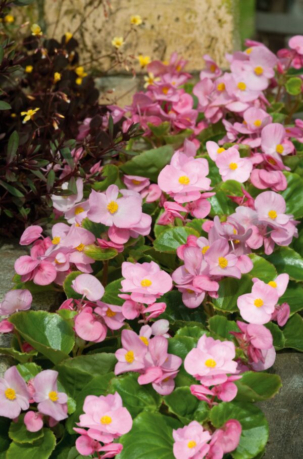 Begonia semperflorens F₁ Super Olympia® Pink - Image 4