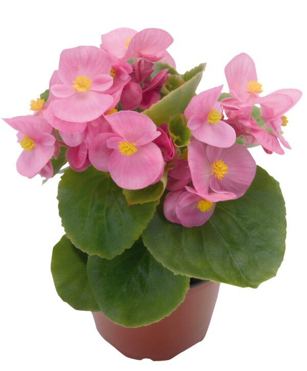 Begonia semperflorens F₁ Super Olympia® Pink - Image 2