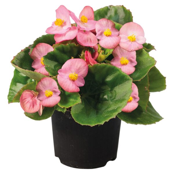 Begonia semperflorens F₁ Super Olympia® Pink