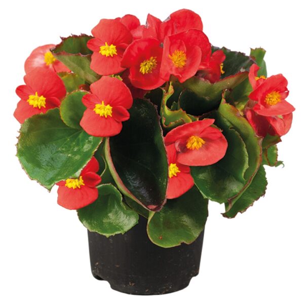 Begonia semperflorens F₁ Super Olympia® Red