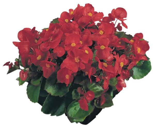 Begonia semperflorens F₁ Super Olympia® Red - Image 5