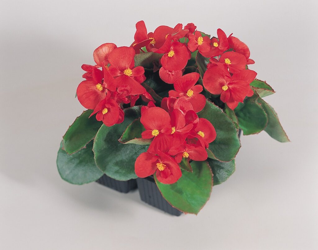 Begonia semperflorens Super Olympia Red 4