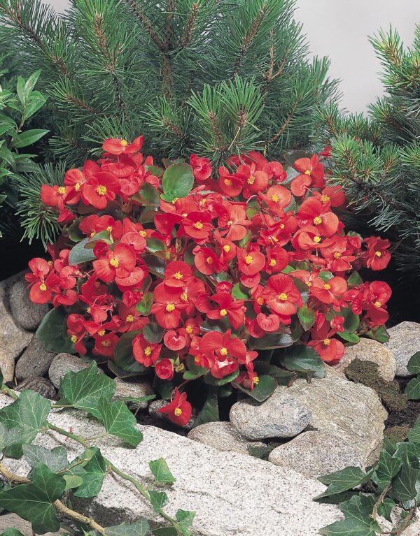 Begonia semperflorens F₁ Super Olympia® Red - Image 3