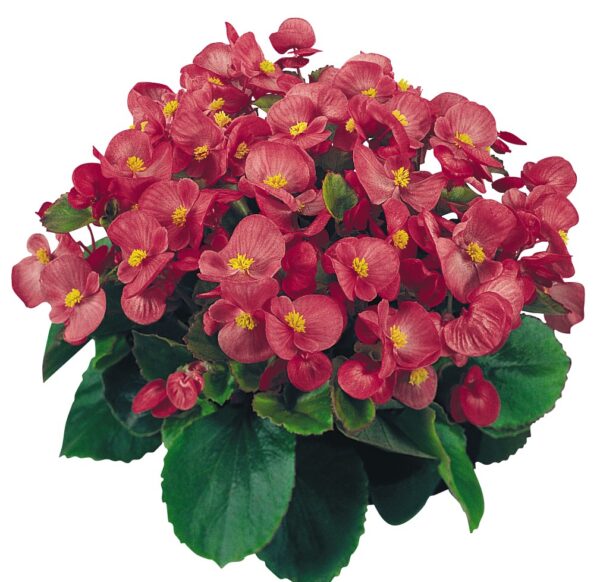 Begonia semperflorens F₁ Super Olympia® Rose - Image 2