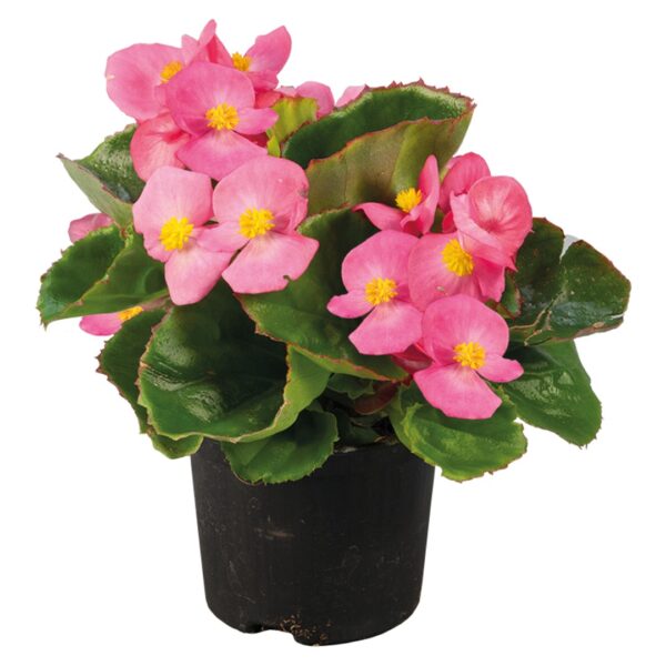 Begonia semperflorens F₁ Super Olympia® Rose