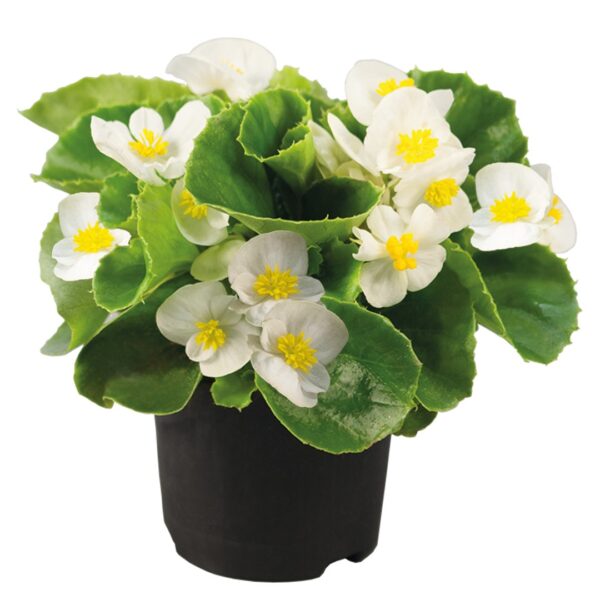 Begonia semperflorens F₁ Super Olympia® White