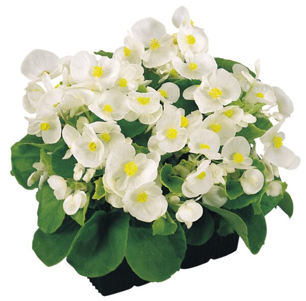 Begonia semperflorens F₁ Super Olympia® White - Image 2