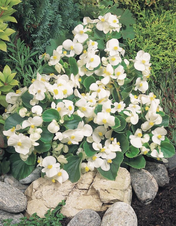 Begonia semperflorens F₁ Super Olympia® White - Image 3