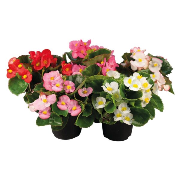 Begonia semperflorens F₁ Super Olympia® mixture