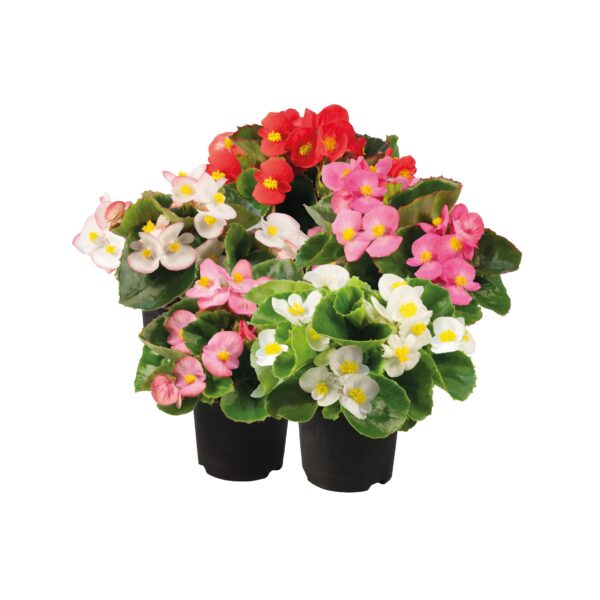 Begonia semperflorens F₁ Super Olympia® mixture - Image 6