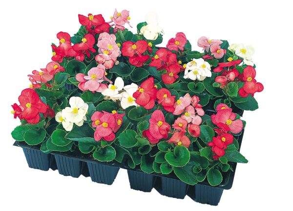 Begonia semperflorens F₁ Super Olympia® mixture - Image 5