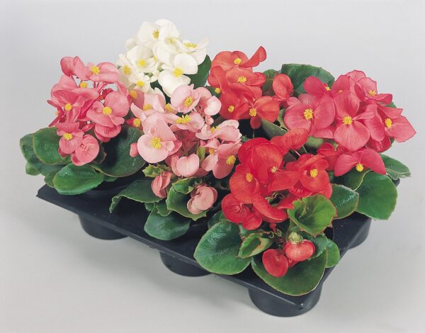 Begonia semperflorens F₁ Super Olympia® mixture - Image 3