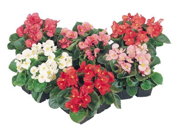 Begonia semperflorens F₁ Super Olympia® mixture - Image 2