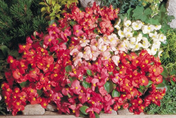 Begonia semperflorens F₁ Super Olympia® mixture - Image 4