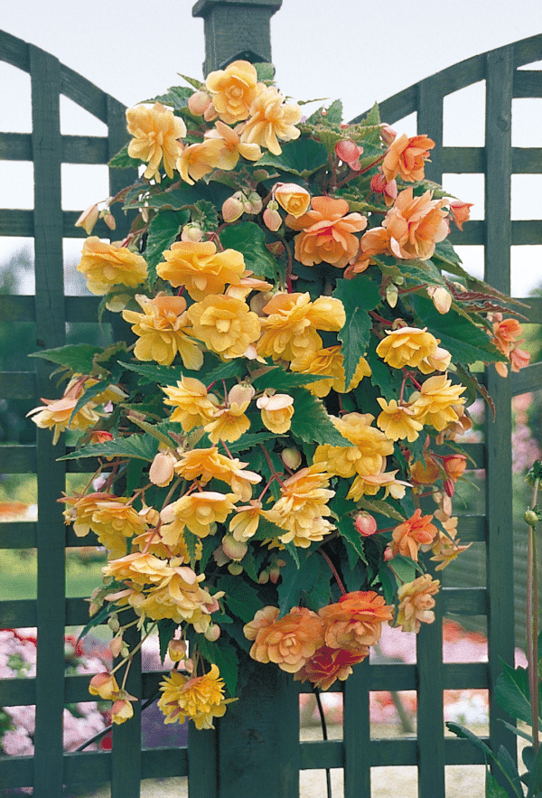 Begonia tuberhybrida F₁ Illumination® Apricot Shades