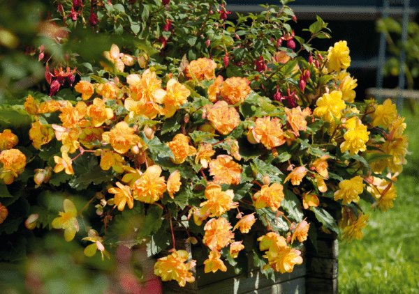 Begonia tuberhybrida F₁ Illumination® Apricot Shades - Image 2