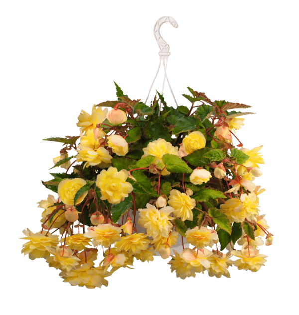 Begonia tuberhybrida F₁ Illumination® Lemon