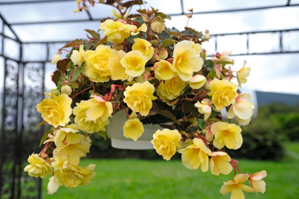 Begonia tuberhybrida F₁ Illumination® Lemon - Image 3