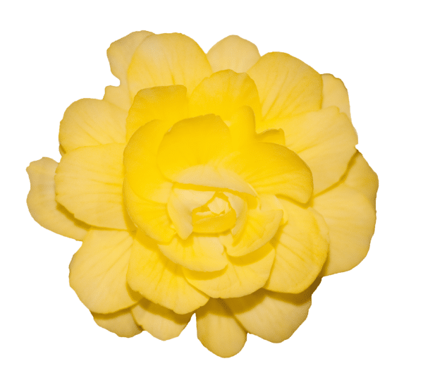 Begonia tuberhybrida F₁ Illumination® Lemon - Image 2