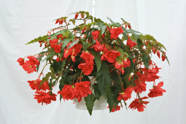 Begonia tuberhybrida F₁ Illumination® Rose - Image 3