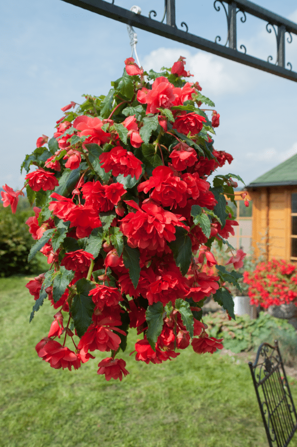 Begonia tuberhybrida F₁ Illumination® Rose