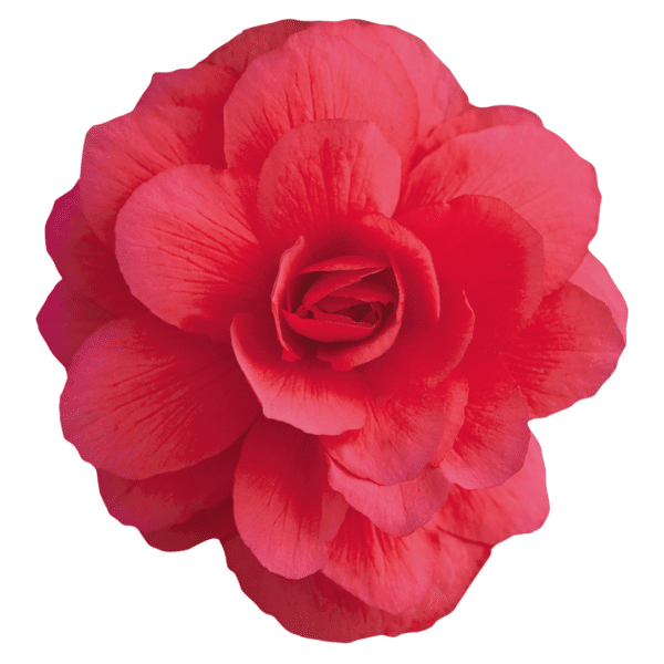 Begonia tuberhybrida F₁ Illumination® Rose - Image 2