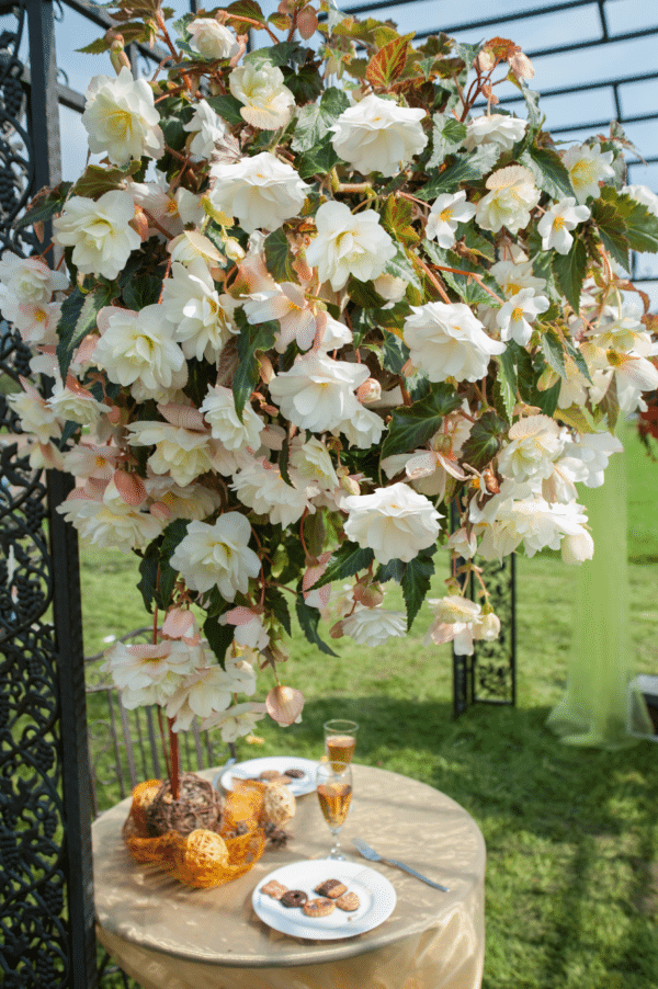 Begonia tuberhybrida F₁ Illumination® White - Image 3